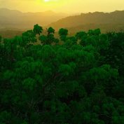 Canopy Tower View