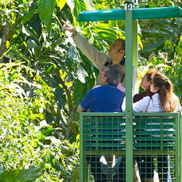 Rainforest Aerial Tram