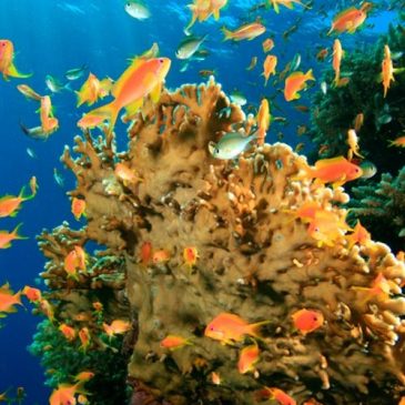 Diving In The Caribbean