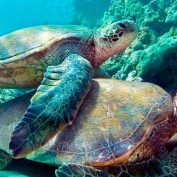 Diving In The Caribbean