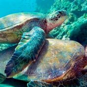 Diving In The Caribbean