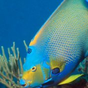 Diving In The Caribbean