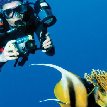 Diving In The Caribbean