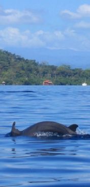 Expedición Bahía Los Delfines, Cayo Coral y Zapatilla