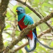Panama Birdwatching Journey