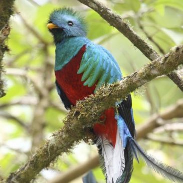 Auf den Spuren der Quetzal Vögel