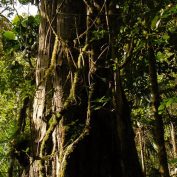 Los Quetzales Birdwatching Trail