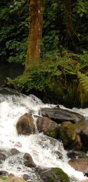 Auf den Spuren der Quetzal Vögel