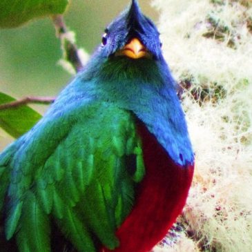 Auf den Spuren der Quetzal Vögel