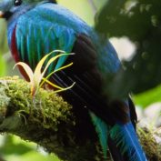 Auf den Spuren der Quetzal Vögel