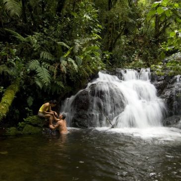 Romance en la selva