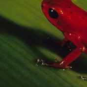 Dolphins, Crawl Cay, Red Frog