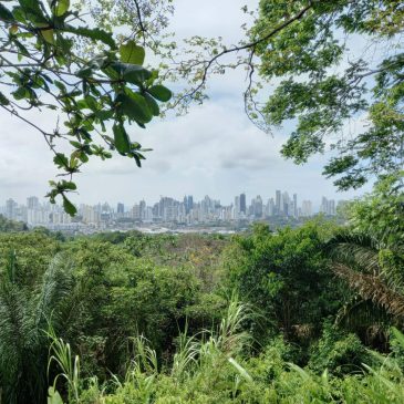 Avistamiento de aves en Panamá 7 noches/8 días