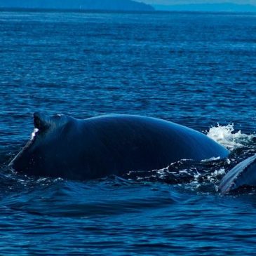 Tour avistamiento de ballenas