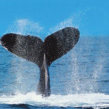 Tour avistamiento de ballenas