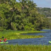 Kakaking en el Rio Chagres